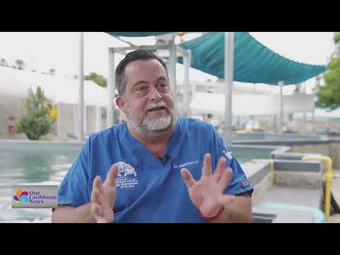 Conservation Center in Puerto Rico Works to Protect Manatees