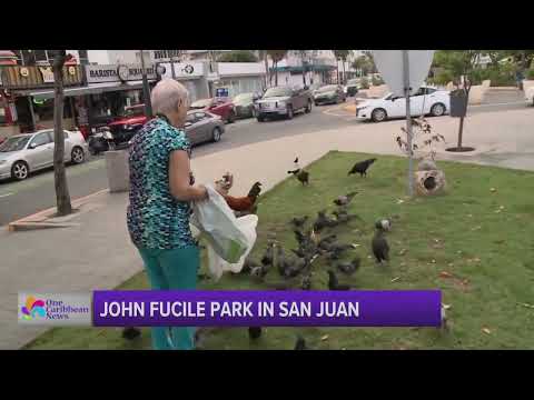 Man Transforms Empty Space into Something Beautiful in Puerto Rico