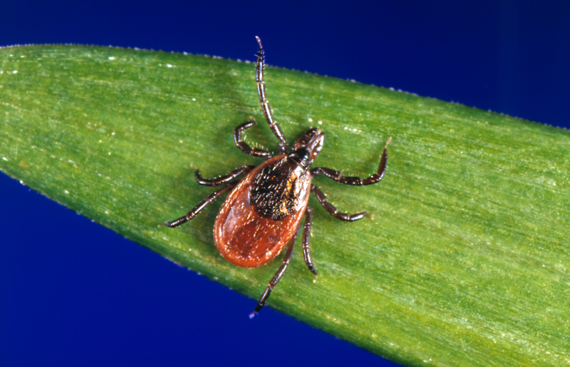 Senators Push for More Funding to Research, Address Tick-Borne Illnesses