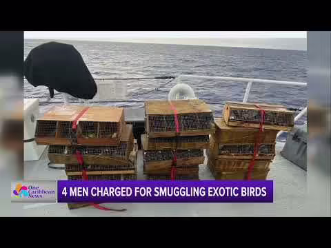 4 Men Charged for Attempting to Smuggle Exotic Birds from Puerto Rico