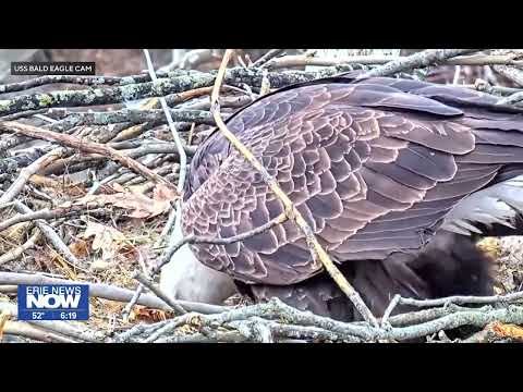 Eagles Nest Growing in Popularity